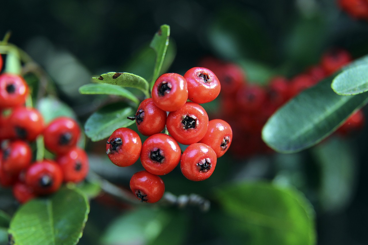 范佩西：瓜迪奥拉训练课让我醍醐灌顶；考教练证书两次没过
